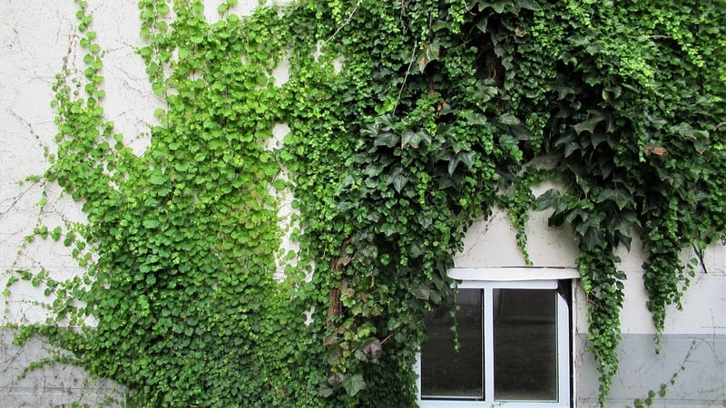 Climbing Plants