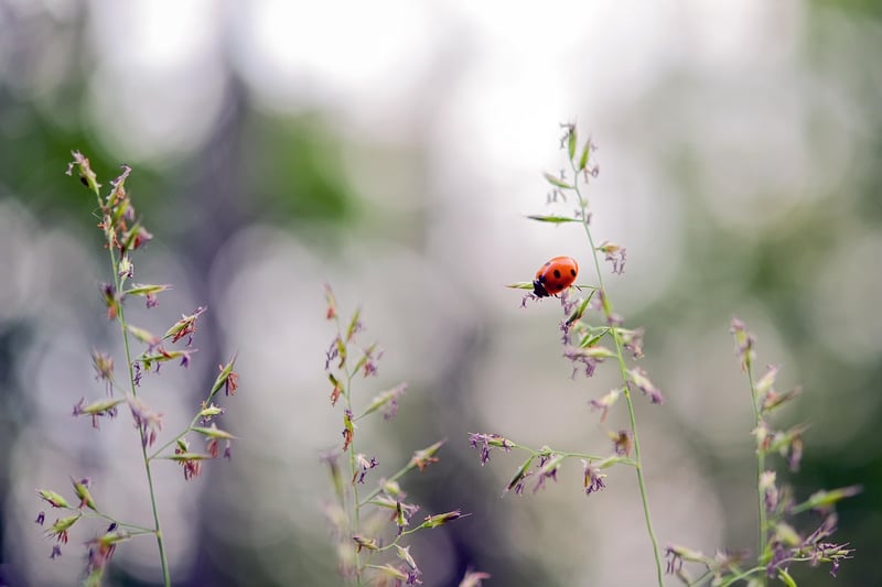 Ladybug Insect